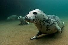 Seals © Mike Deaton
